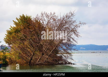 Trockene Bäume im Wasser. Trockene Bäume im Wasser. Landschaft zum Thema Umweltschutz. Stockfoto