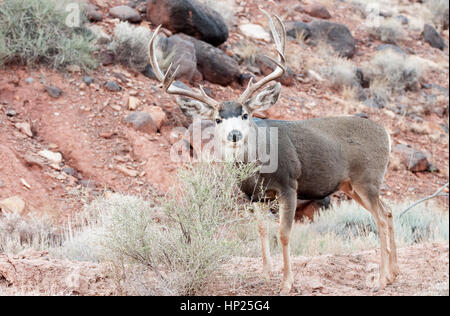Maultier-Rotwild, Capitol Reef National Park, Utah Stockfoto
