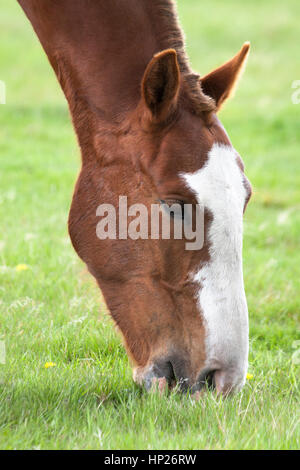 Pferde grasen auf Gras auf einer Weide Stockfoto