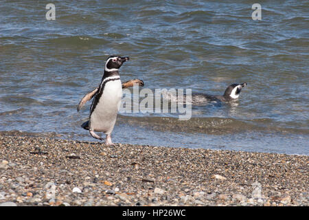 Magellanic Pinguin, der an der Küste eines Binnensklangs bei der Seno Otway Kolonie in Patagonien, Chile, entlang läuft Stockfoto