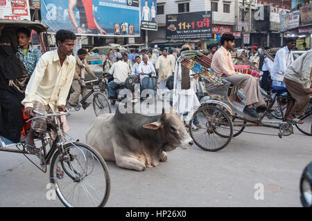 Heilige, Kuh, sitzend, in, Straße, Verkehr, Varanasi, Benares, altes, Stadt, auf, Banken, der, Heilige, Fluss, Ganges, Baden, ghats, Uttar, Pradesh, Indien, indisch, asiatisch, Asiatische, Stockfoto