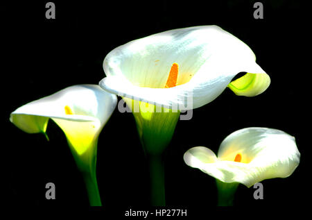 Calla Lily Trio Stockfoto