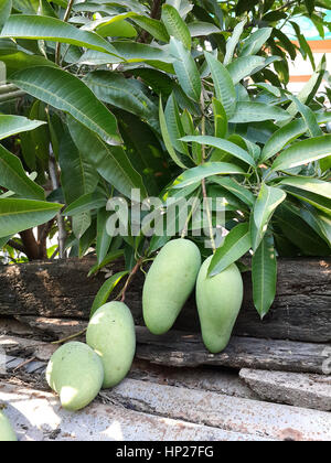 Grüne frische Mangos hängen von Baum in Haus, Garten, Nahaufnahme. Stockfoto