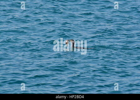 Nauplia, Griechenland, 17. Februar 2017. Ein Kormoran versuchen, in Nafplio Strand gefangene Fische zu essen. Stockfoto