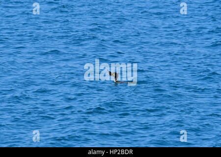 Nauplia, Griechenland, 17. Februar 2017. Ein Kormoran versuchen, in Nafplio Strand gefangene Fische zu essen. Stockfoto