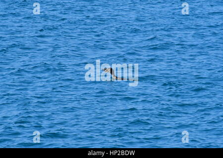 Nauplia, Griechenland, 17. Februar 2017. Ein Kormoran versuchen, in Nafplio Strand gefangene Fische zu essen. Stockfoto