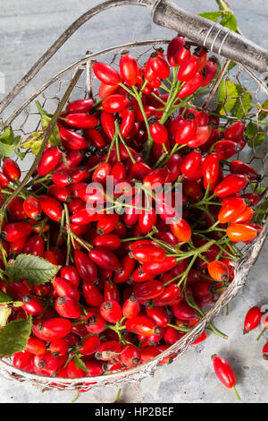 Hagebutten-Ernte in Einem Korb, nötigenfalls-Rose, Hundsrose, Heckenrose, Rose, Wildrose, Früchte, Hagebutte, Hagebutten, Rosa Canina, gemeinsame Briar, Hundsrose Stockfoto