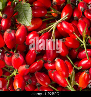 Hagebutten-Ernte in Einem Korb, nötigenfalls-Rose, Hundsrose, Heckenrose, Rose, Wildrose, Früchte, Hagebutte, Hagebutten, Rosa Canina, gemeinsame Briar, Hundsrose Stockfoto