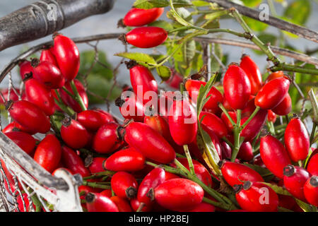 Hagebutten-Ernte in Einem Korb, nötigenfalls-Rose, Hundsrose, Heckenrose, Rose, Wildrose, Früchte, Hagebutte, Hagebutten, Rosa Canina, gemeinsame Briar, Hundsrose Stockfoto