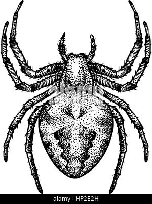 Spinne-Illustration, Gravur, Zeichnung, Tusche Stock Vektor