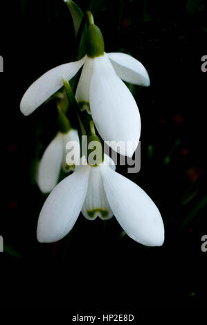 Makroaufnahme von Schneeglöckchen Stockfoto