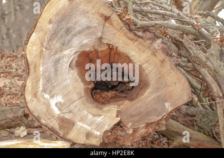 Umgestürzten Baum mit einem Loch Stockfoto