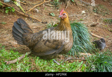 Eine Glucke auf hohe Alarm, Wache für ihre nahen Küken. Stockfoto