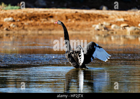 Black Swan seine Flügel (Cygnus olor) am Murchison River, Western Australia ausbreitet. Stockfoto