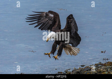Wunderschöne Weißkopf-Seeadler Stockfoto