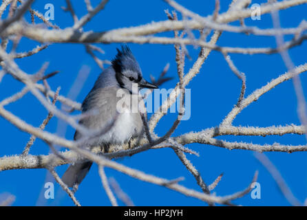 Eine hübsche Blue Jay thront auf einem eisigen Zweig im Winter Stockfoto