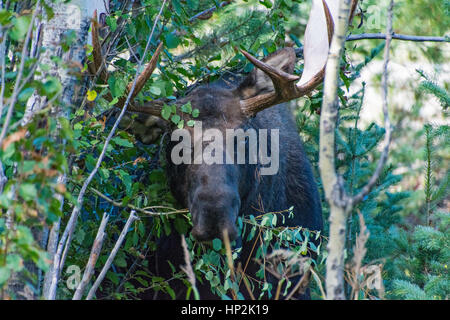 Eine massive Bull Moose Beweidung in den Bergen Stockfoto