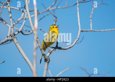 Eine schöne Wilson's Warbler Singen auf einem kalten Frühling Morgen Stockfoto