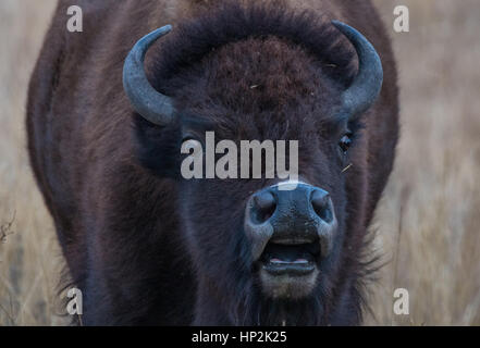 Ein großer Bison auf den Ebenen von Colorado Stockfoto
