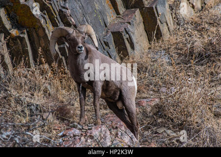 Ein Bighornschafe auf einem Felsen thront auf einem Hügel Stockfoto