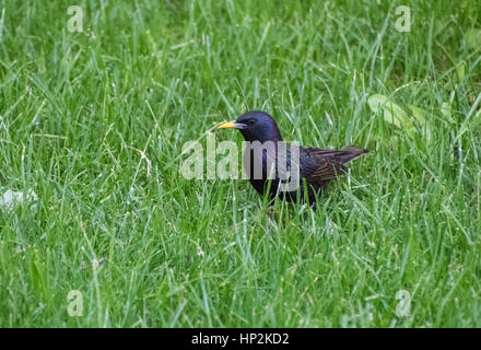 Eine hübsche Europäischen Starling und irisierende Federn Stockfoto