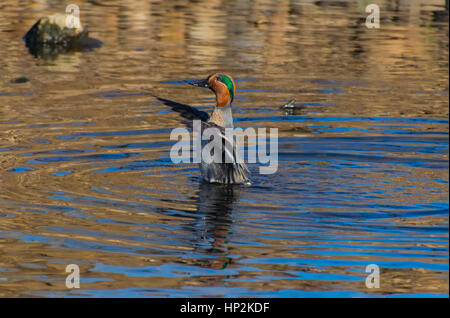 Ein Green-winged Teal Ente seine Flügel prüfen Stockfoto