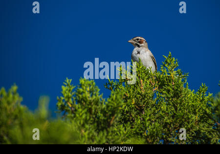 Eine hübsche Lerche Sparrow thront auf einer Baumkrone. Stockfoto