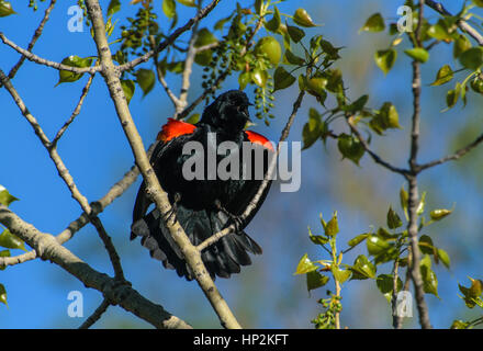 Ein männlicher Red-winged blackbird Aufruf für Mate Stockfoto