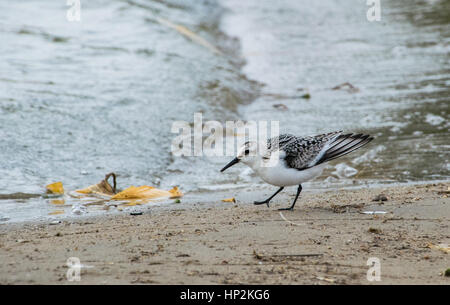 Eine markante Sanderling in einem Sand Flach Stockfoto