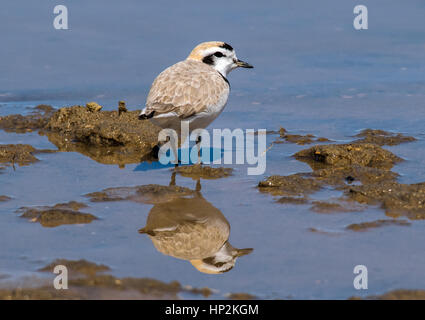 Eine schöne verschneite Plover an einem Sandstrand auf einem See in Colorado Stockfoto