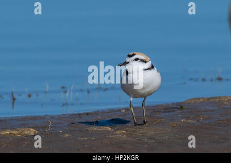 Eine schöne verschneite Plover an einem Sandstrand auf einem See in Colorado Stockfoto