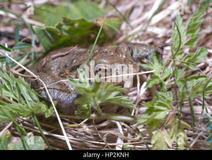 Ein Frosch während eines morgendlichen das lange Gras neben einem Teich versucht, Schutz vor der Sonne zu finden, die in den Himmel gestiegen, da die Temperatur steigt. Stockfoto