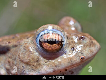 Ein Frosch während eines morgendlichen das lange Gras neben einem Teich versucht, Schutz vor der Sonne zu finden, die in den Himmel gestiegen, da die Temperatur steigt. Stockfoto