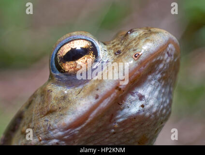 Ein Frosch während eines morgendlichen das lange Gras neben einem Teich versucht, Schutz vor der Sonne zu finden, die in den Himmel gestiegen, da die Temperatur steigt. Stockfoto