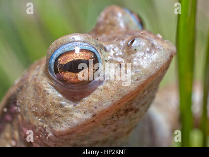 Ein Frosch während eines morgendlichen das lange Gras neben einem Teich versucht, Schutz vor der Sonne zu finden, die in den Himmel gestiegen, da die Temperatur steigt. Stockfoto