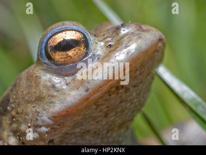 Ein Frosch während eines morgendlichen das lange Gras neben einem Teich versucht, Schutz vor der Sonne zu finden, die in den Himmel gestiegen, da die Temperatur steigt. Stockfoto