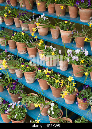 Frühling Blumen Display in Terrakotta Blumentöpfe auf blau lackierte Holzregale Pflanze Theater Stockfoto