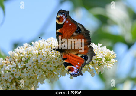 Tagpfauenauge (Inachis Io), auf Buddliea Stockfoto