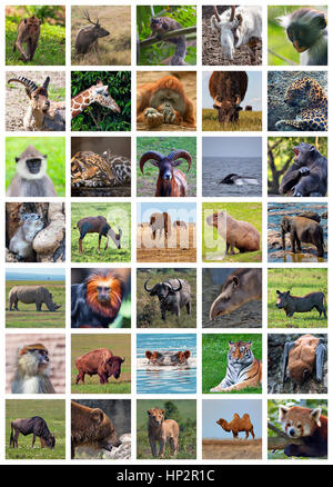 Collage aus der Set inklusive 35 verschiedene Tiere Stockfoto