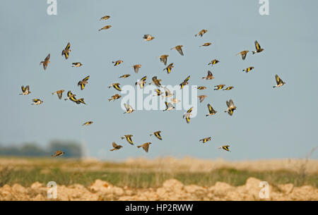 Stieglitz - Zuchtjahr Zuchtjahr, Hänfling - Zuchtjahr Cannabina, Tree Sparrow - Passer Montanus - Winter Herde Stockfoto