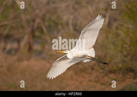 Silberreiher - Ardea alba Stockfoto