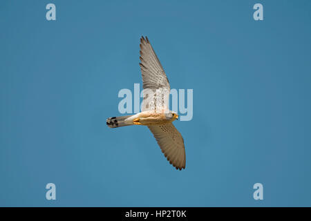 Lesser Kestrel - Falco Naumanni - männlich Stockfoto