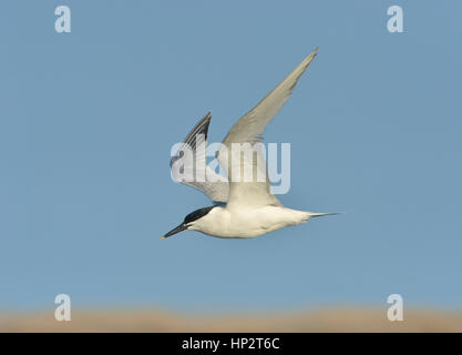 Brandseeschwalbe - Sterna sandvichensis Stockfoto