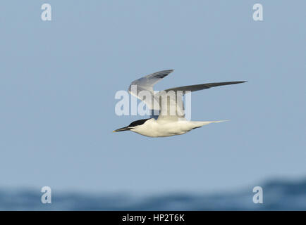 Brandseeschwalbe - Sterna sandvichensis Stockfoto