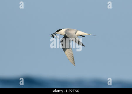 Brandseeschwalbe - Sterna sandvichensis Stockfoto