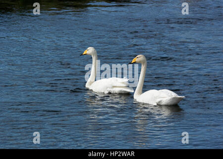 Singschwäne (Cygnus Cygnus) Stockfoto