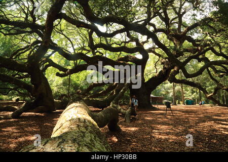 Historischen Angel Oak Tree auf James Island, South Carolina. Diese Live-Eiche hat enorme Niederlassungen und ist der älteste Baum östlich des Mississippi River Stockfoto