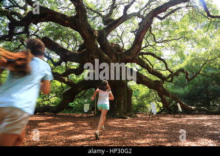 Historischen Angel Oak Tree auf James Island, South Carolina. Diese Live-Eiche hat enorme Niederlassungen und ist der älteste Baum östlich des Mississippi River Stockfoto