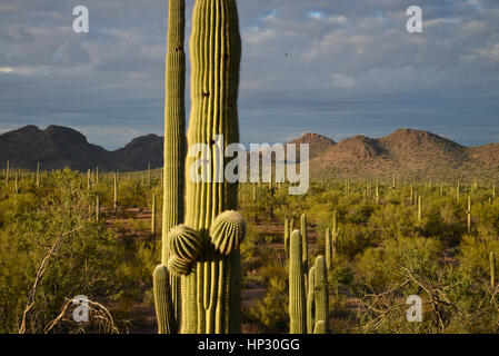 Saguaro-Kaktus bei Sonnenuntergang in der Sonora-Wüste, Ironwood Forest National Monument, Eloy, Arizona, USA. Stockfoto