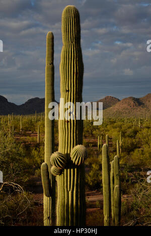 Saguaro-Kaktus bei Sonnenuntergang in der Sonora-Wüste, Ironwood Forest National Monument, Eloy, Arizona, USA. Stockfoto